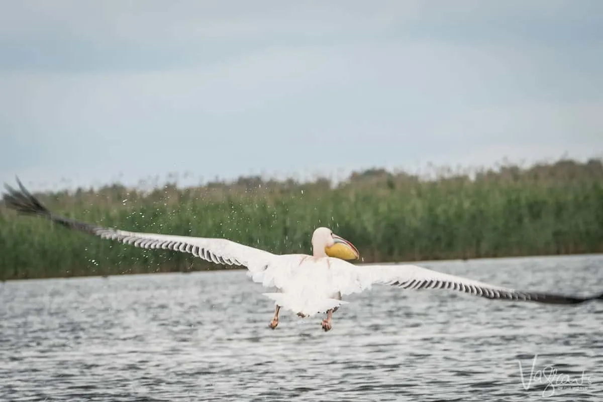 Pelican in flight -Danube Delta Romania