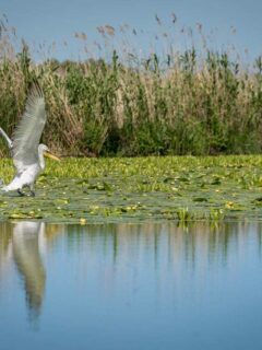 Pelican in flight -Danube Delta Romania