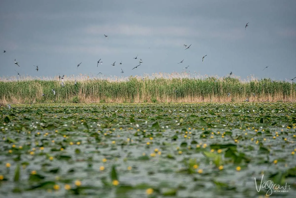 Danube Delta Romania