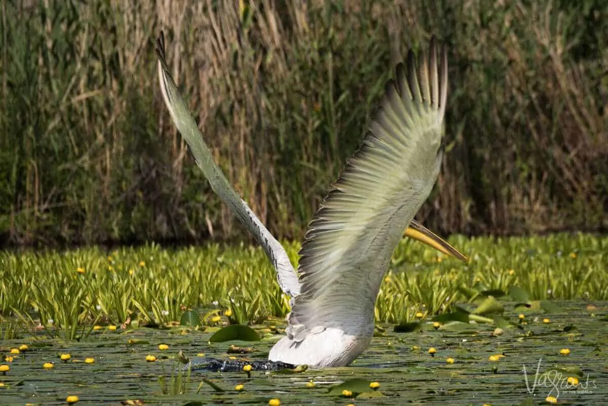 Pelican in flight -Danube Delta Romania