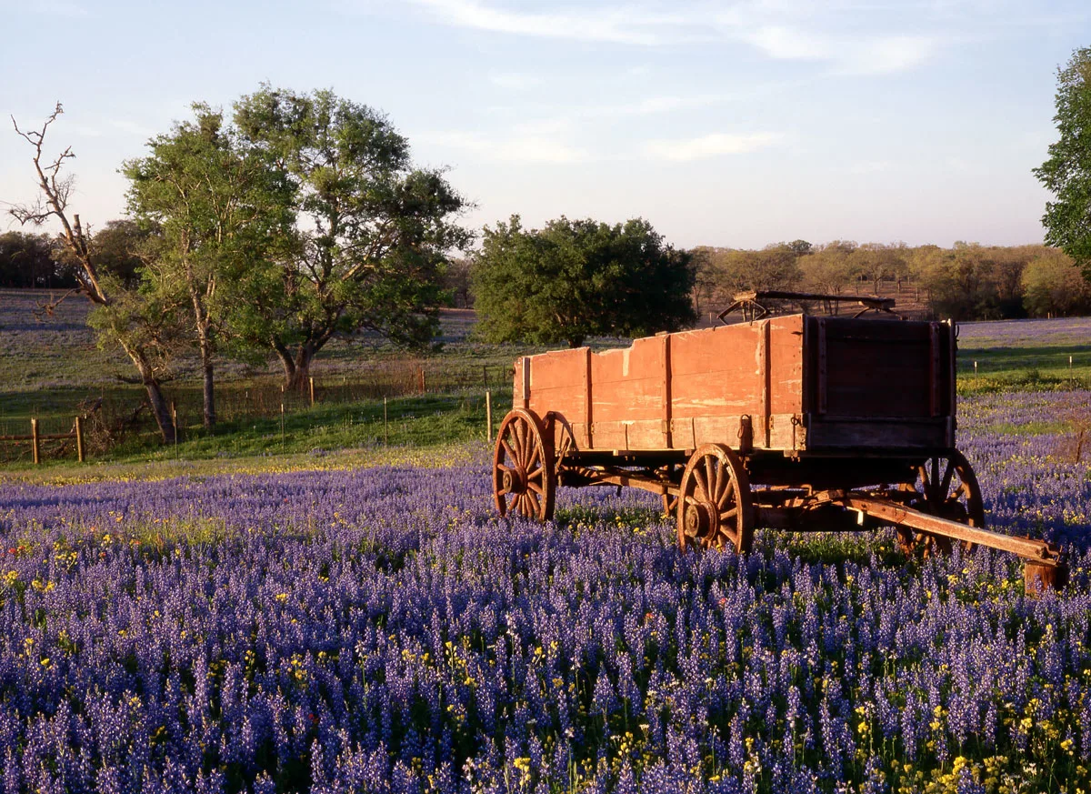 A wooden wagon in lavender fields in Texas Hill country.