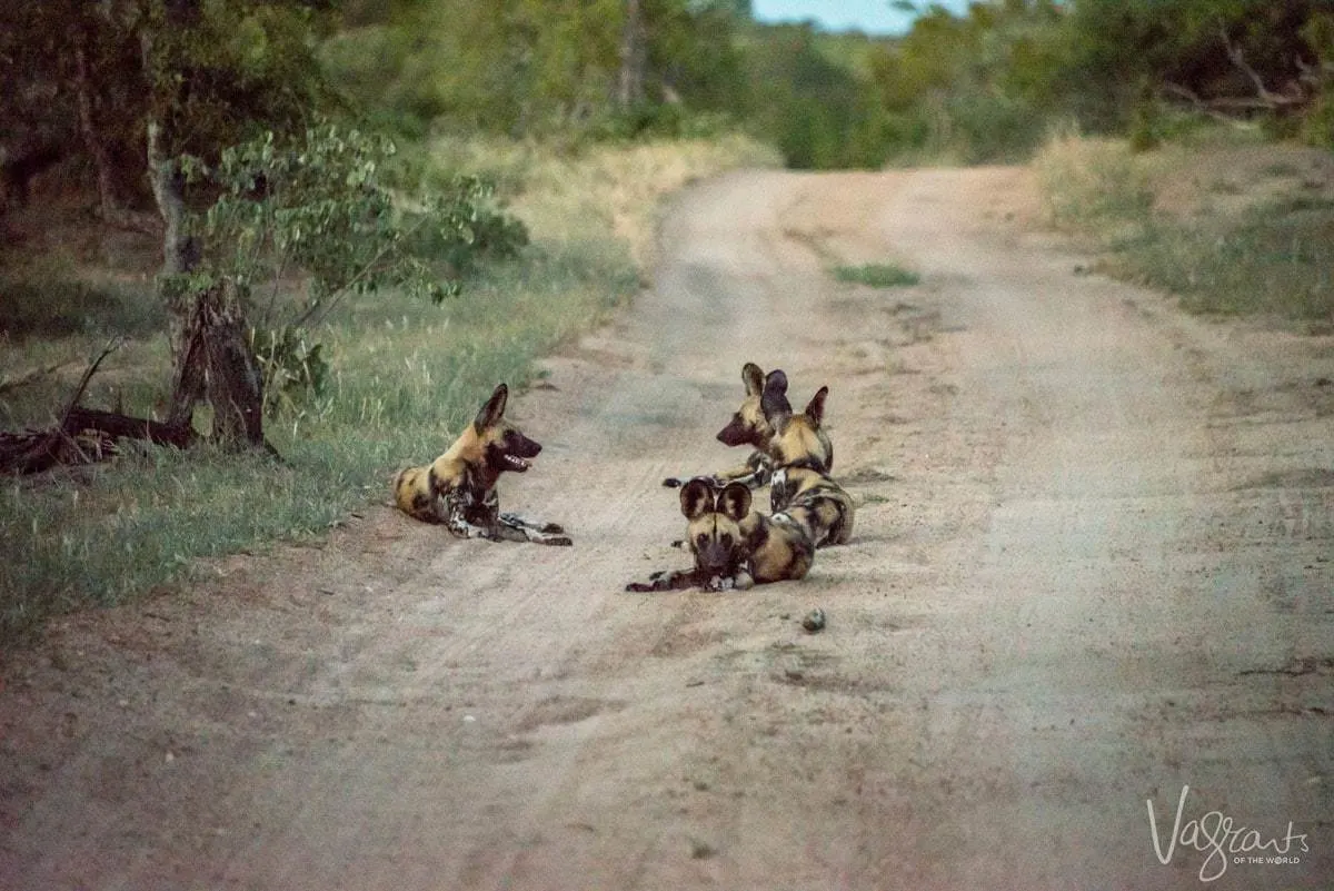 Africa on Foot Walking Safari. Wild dogs in the bush