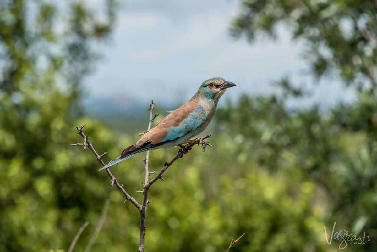 Bird photographed on a Safari at Kruger National Park