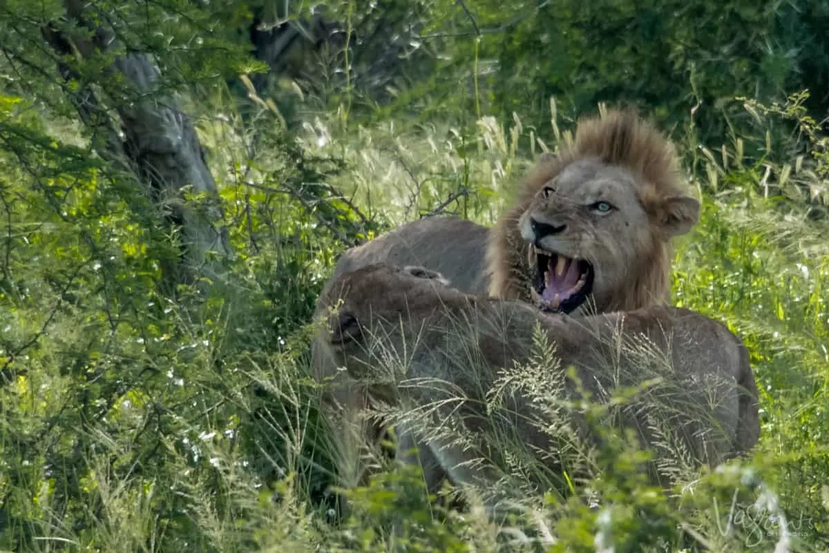 Animals in Kruger National Park. - Lion roaring