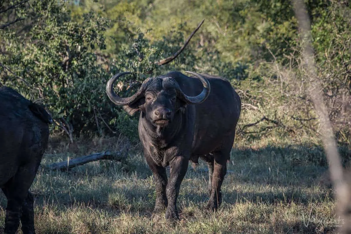 Buffalo at Africa on Foot Safari Lodge