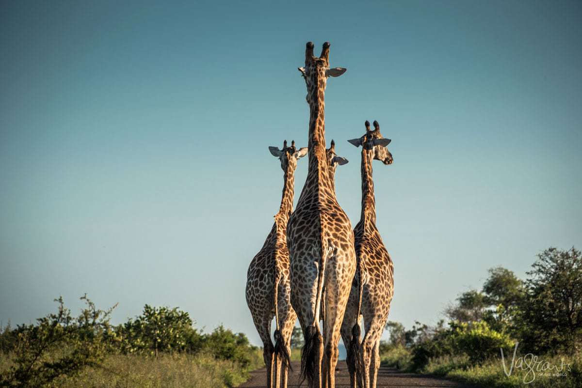 Giraffes in Kruger National Park during a safari 
