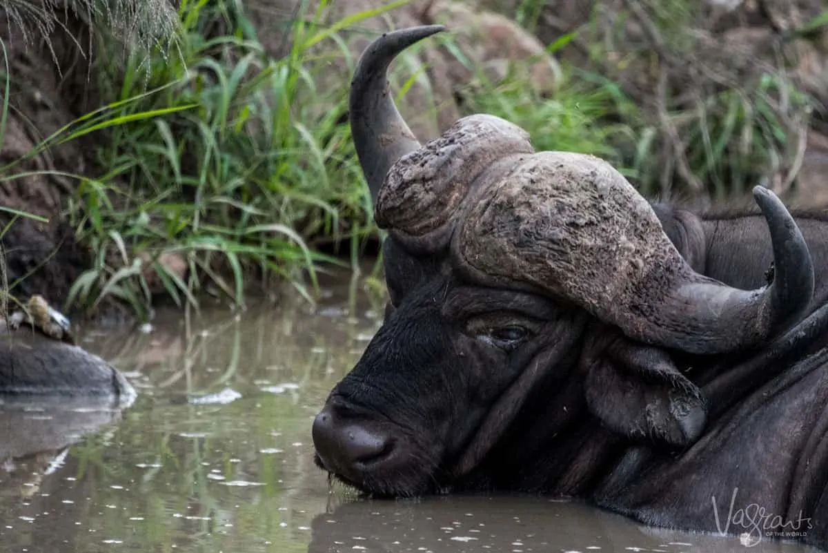 Buffalo in a creek - Kruger National Park safari