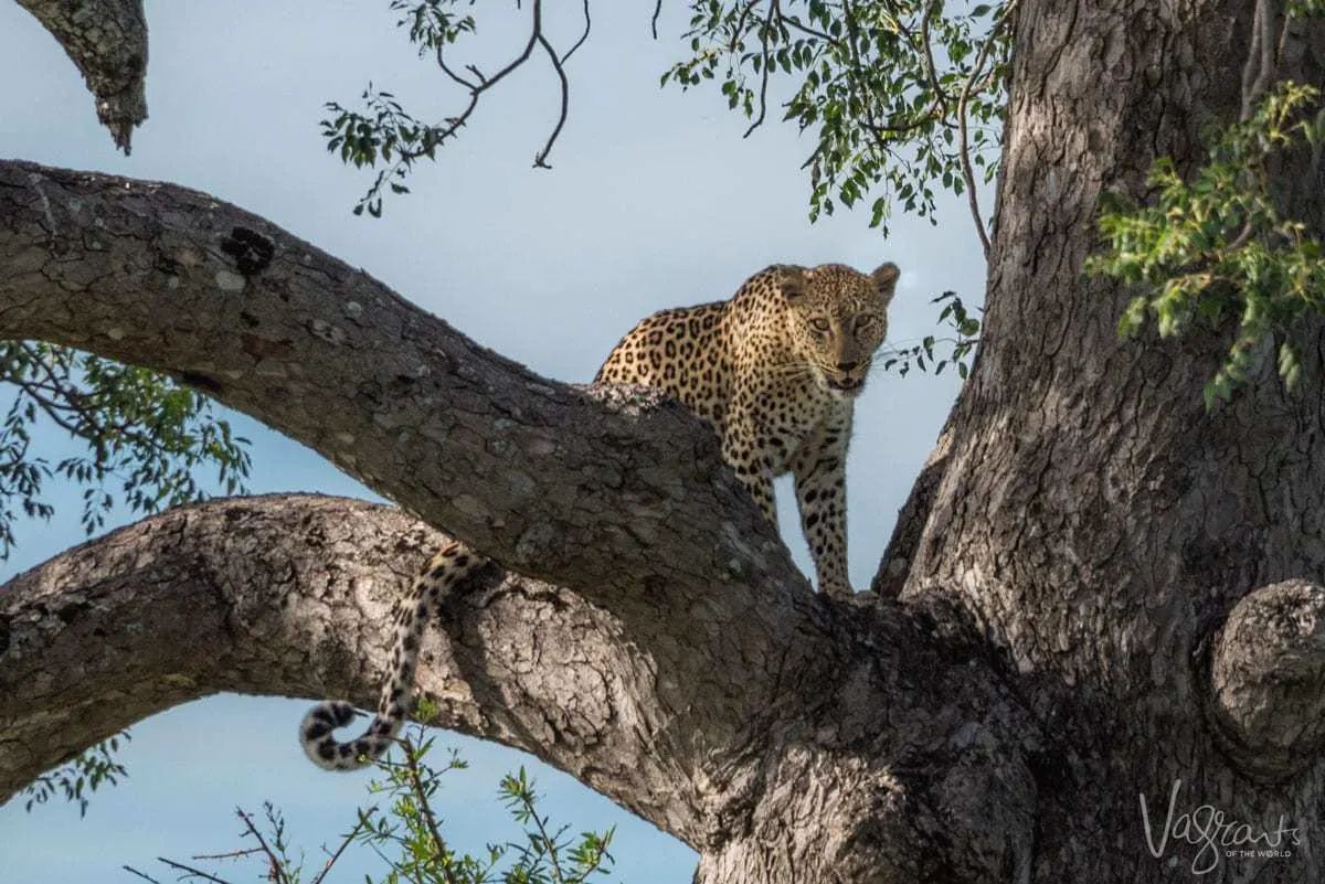 Animals in Kruger National Park - Leopard in Tree