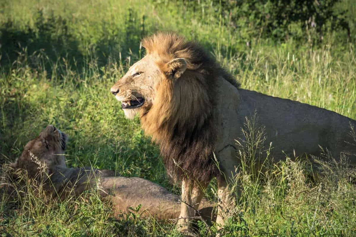 Lions Mating - Kruger National Park
