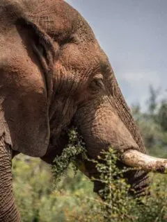 Elephant. Kruger National Park