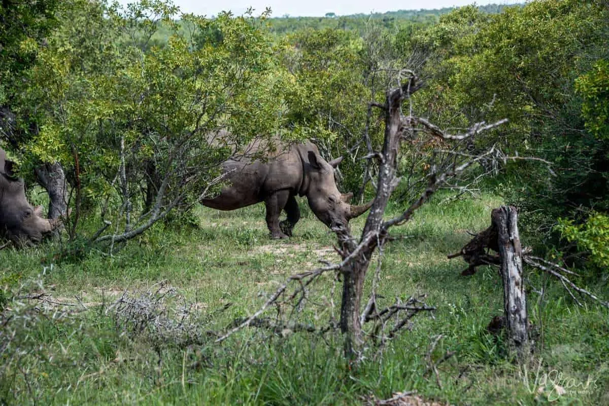 Animals in Kruger National Park - Rhino Grazing during a private Kruger safari