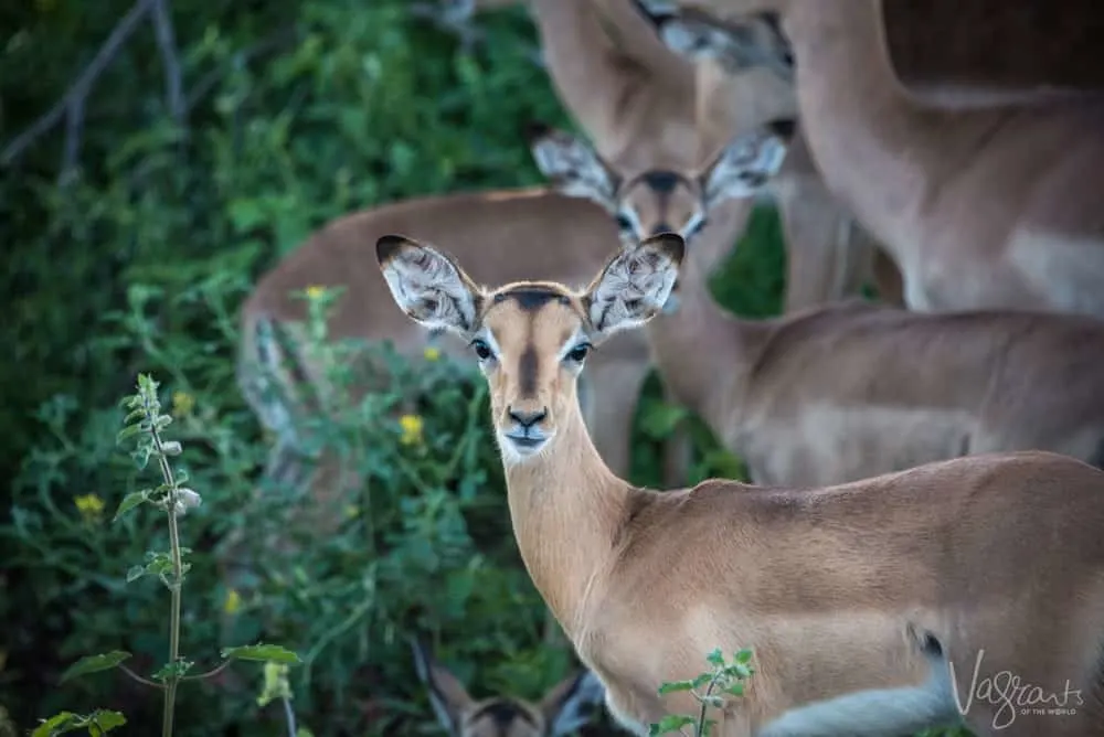 Impala at nThambo Tree Camp- Affordable luxury African Safaris.