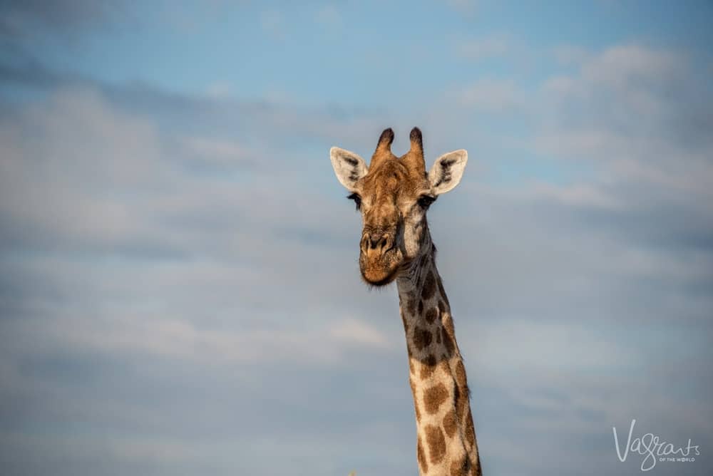 Giraffe at nThambo Tree Camp- Affordable luxury African Safaris.