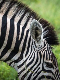 Zebra at nThambo Tree Camp- Affordable luxury African Safaris.