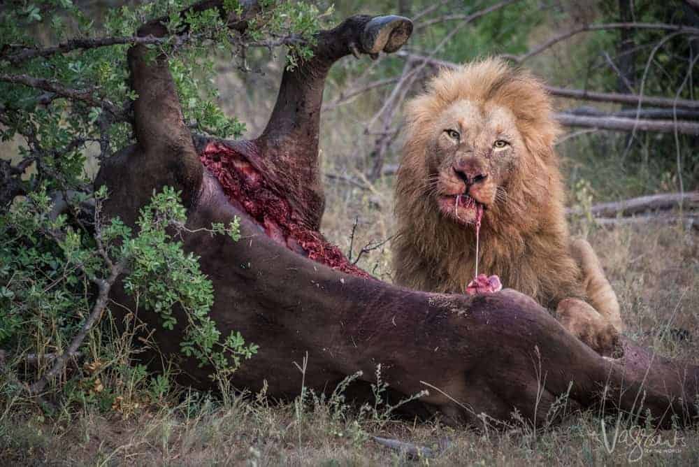 Lion on fresh Kill at nThambo Tree Camp Safari lodge