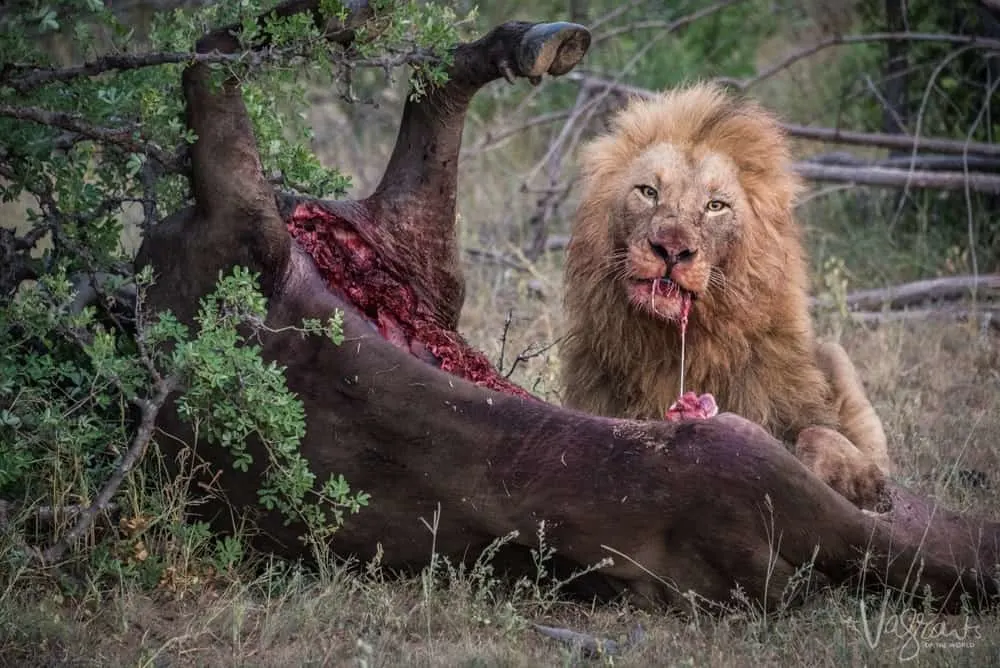 Lion on fresh Kill at nThambo Tree Camp Safari lodge
