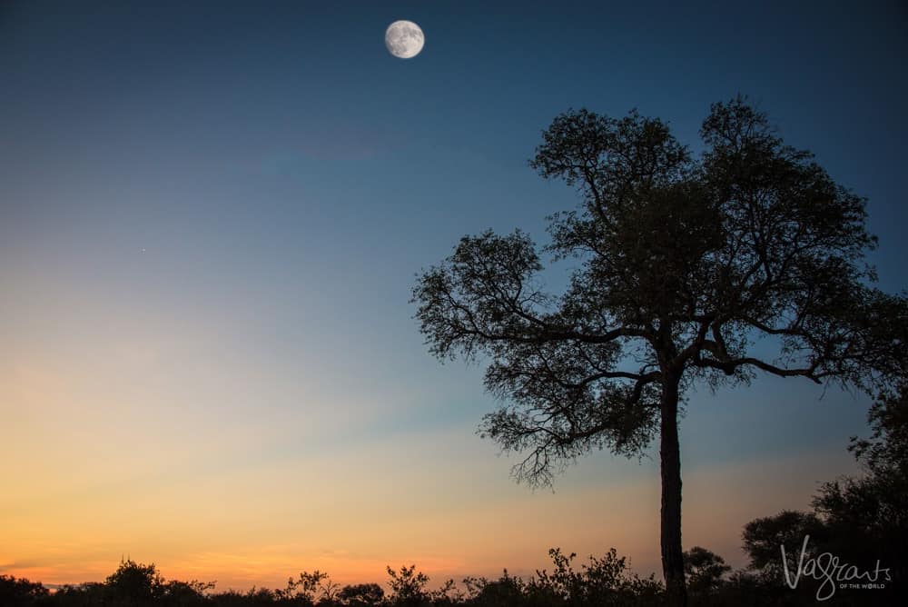 nThambo Tree Camp - All inclusive African safari