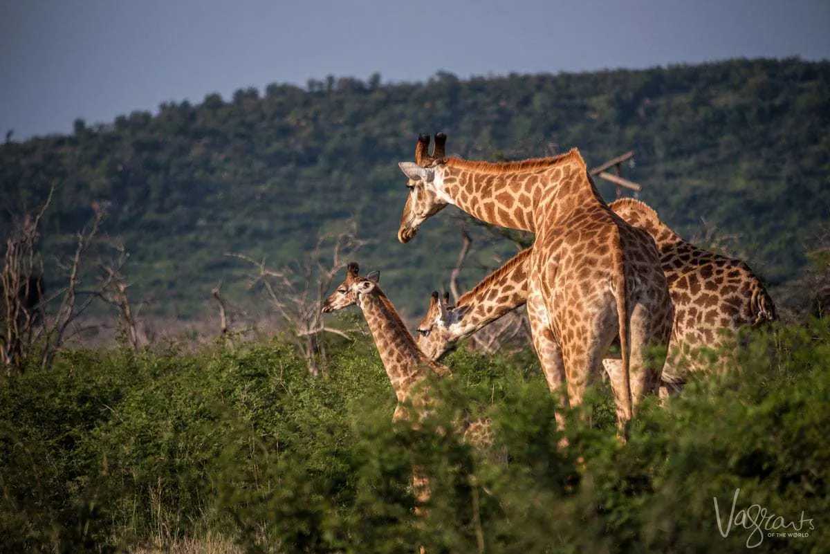 Safari in Kruger National Park - Family of Giraffe