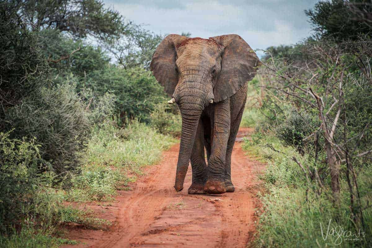 Kruger Safari - Elephant on road