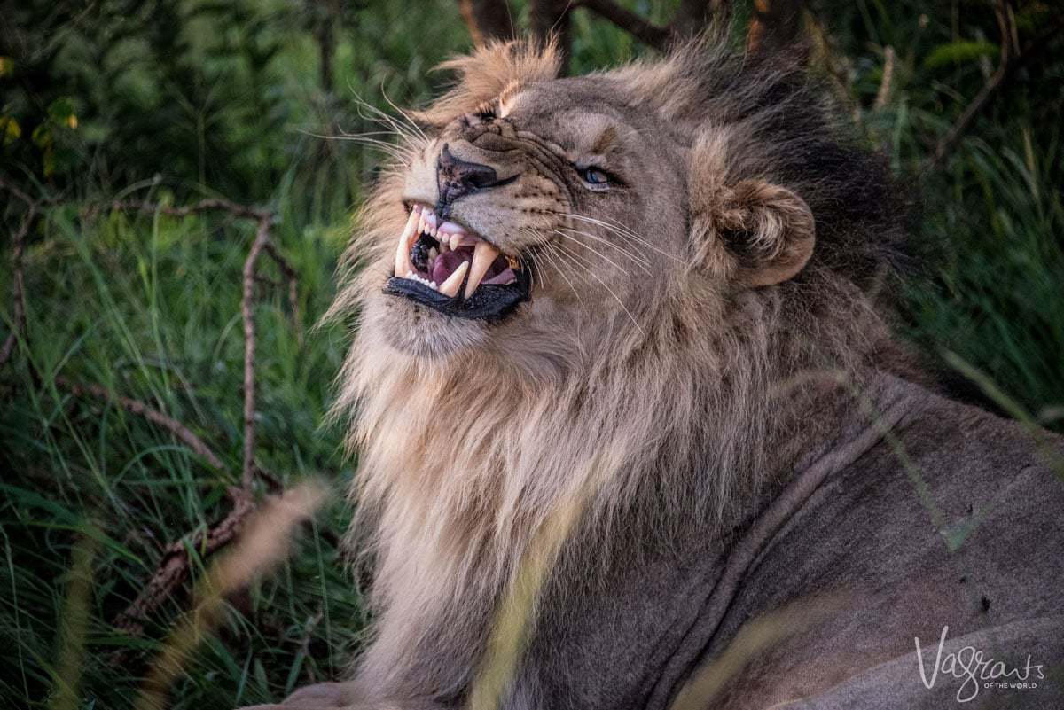 Male Lion baring its teeth. 