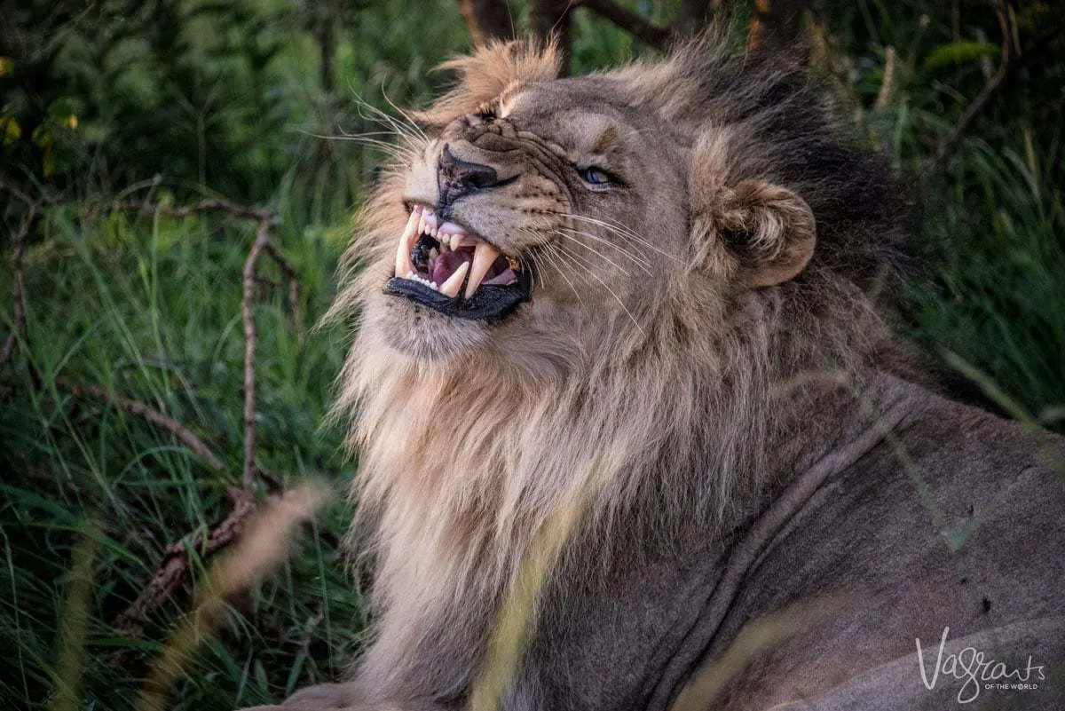 Male Lion baring its teeth. 
