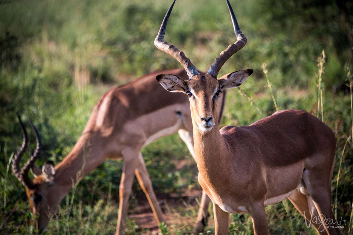 Impala in Kruger National Park