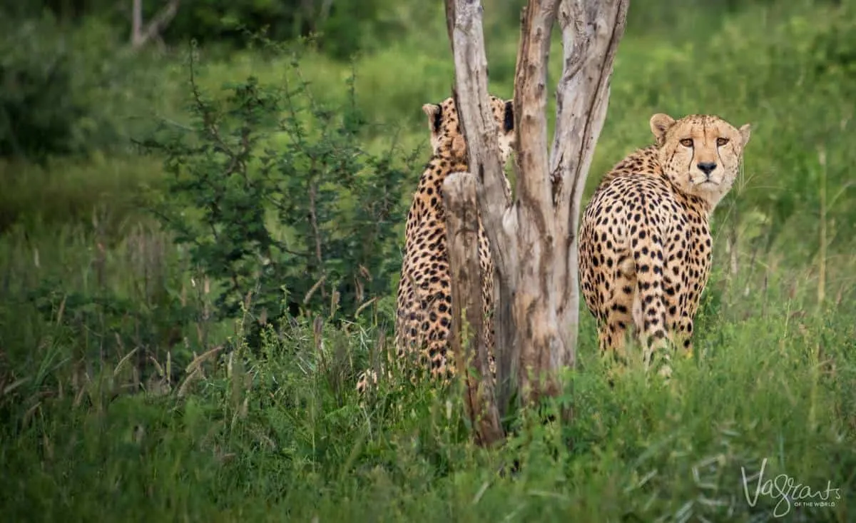 Luxury African Wildlife Safaris - Pair of Cheetah