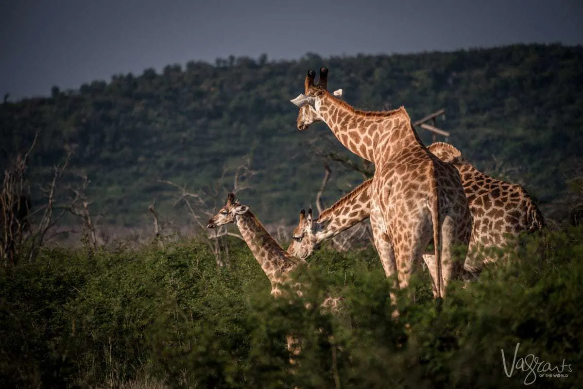 Luxury African Wildlife Safaris - Giraffe