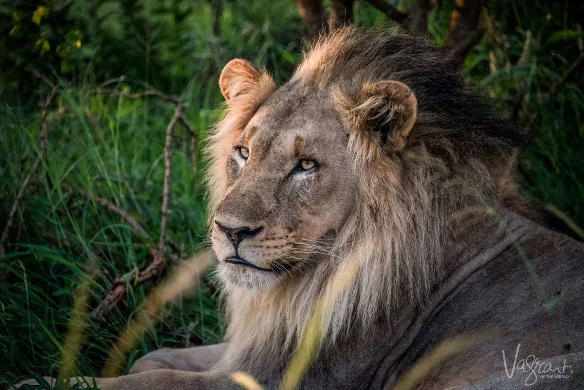 Luxury African Wildlife Safaris - Male Lion