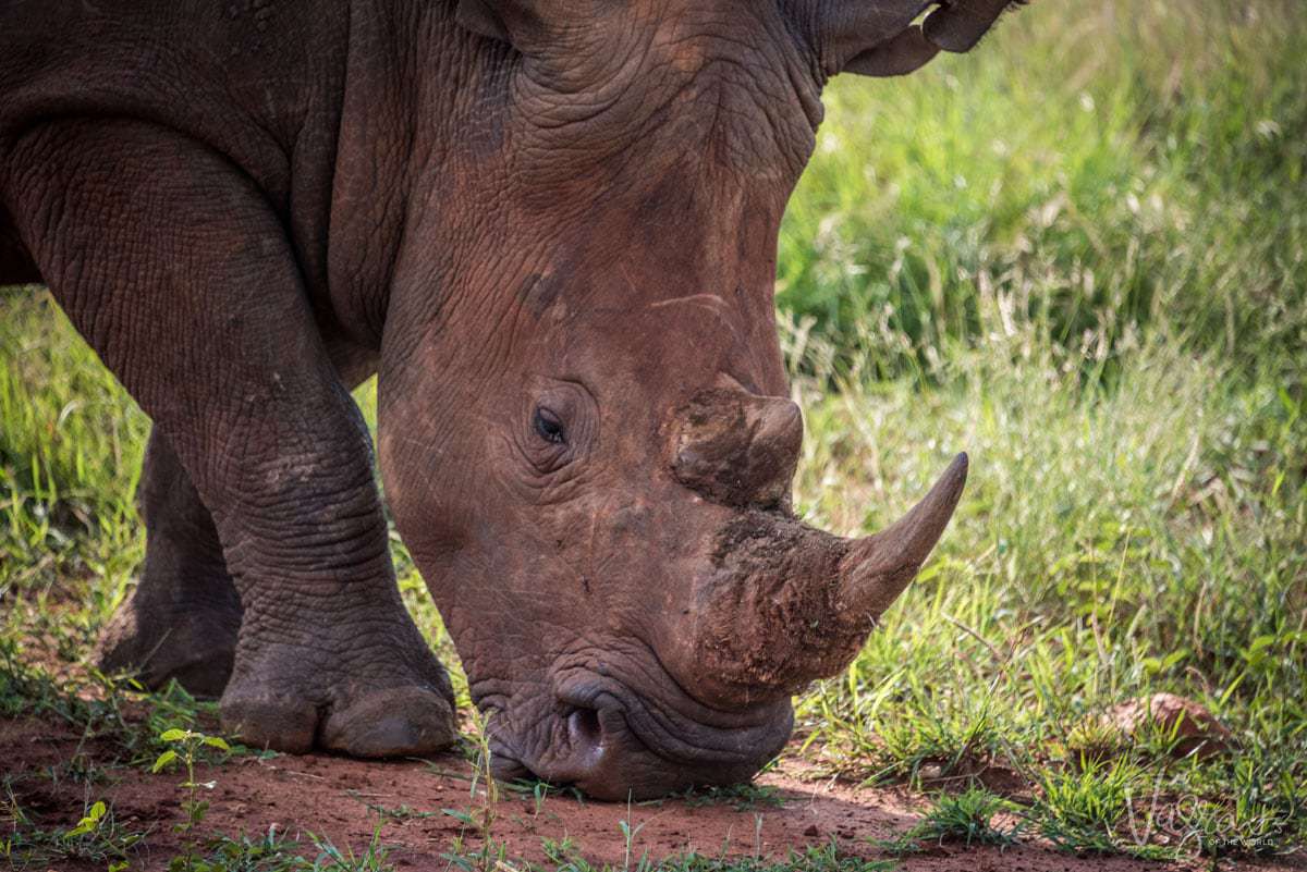 Luxury African Wildlife Safaris - Rhino