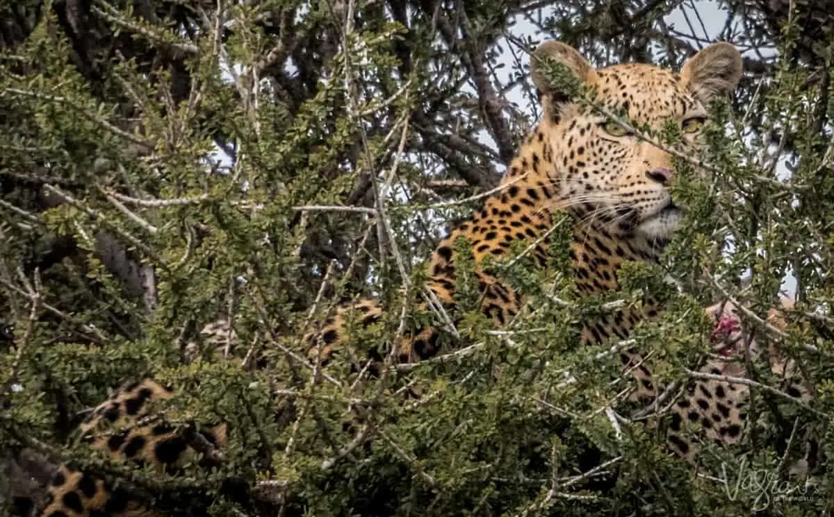 Luxury African Wildlife Safaris - Leopard in tree
