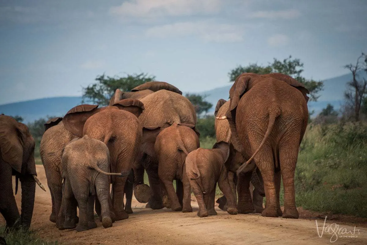 African Wildlife Safaris - Herd of elephants