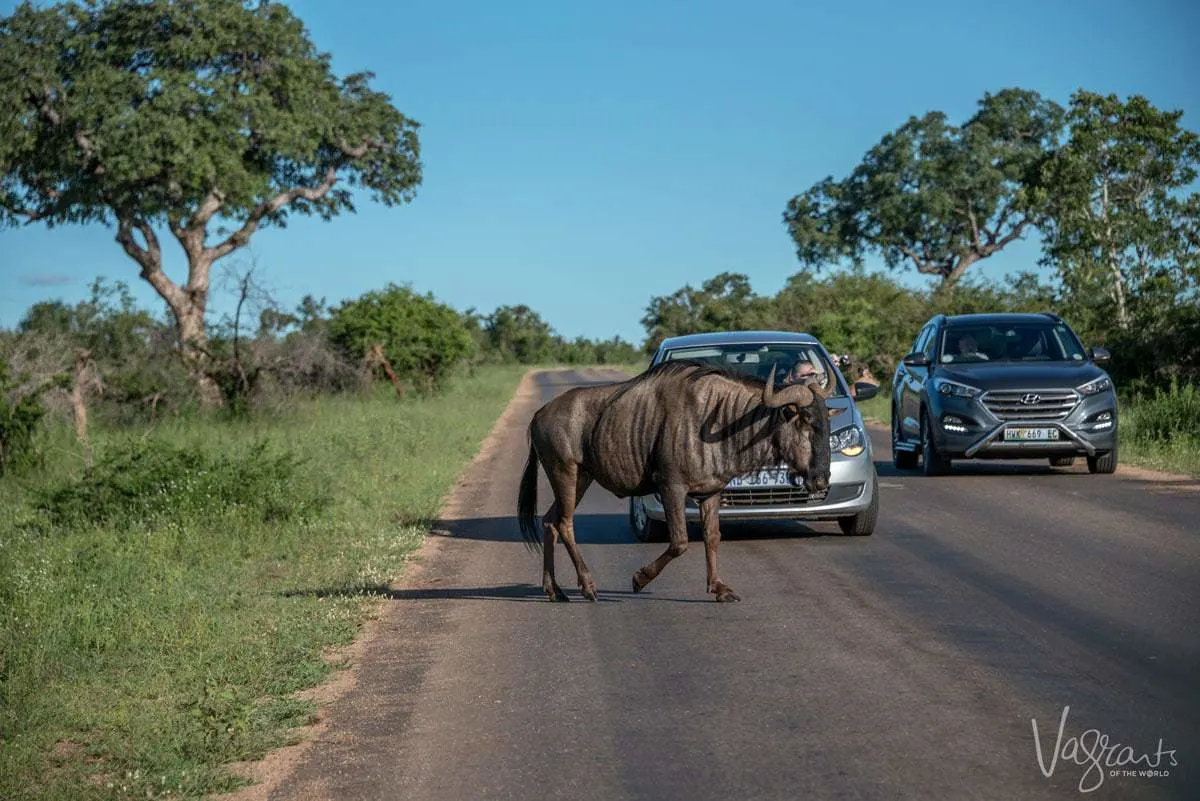 What kind of car is best for Kruger Self drive