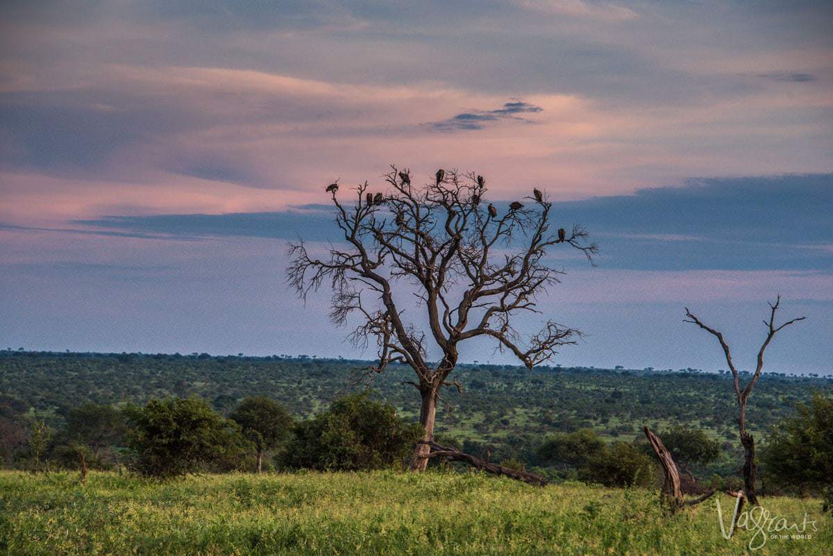 Kruger National Park Safari