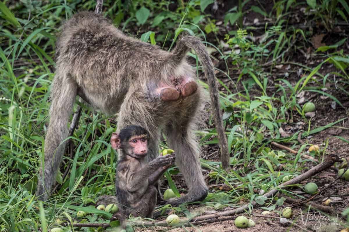 Baboons in Kruger National Park