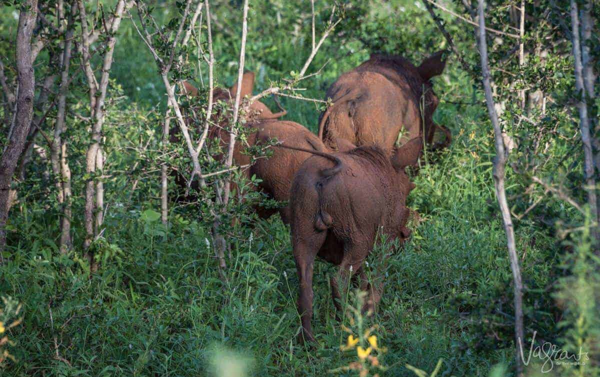 Kruger self drive safari - Warthogs in the bush