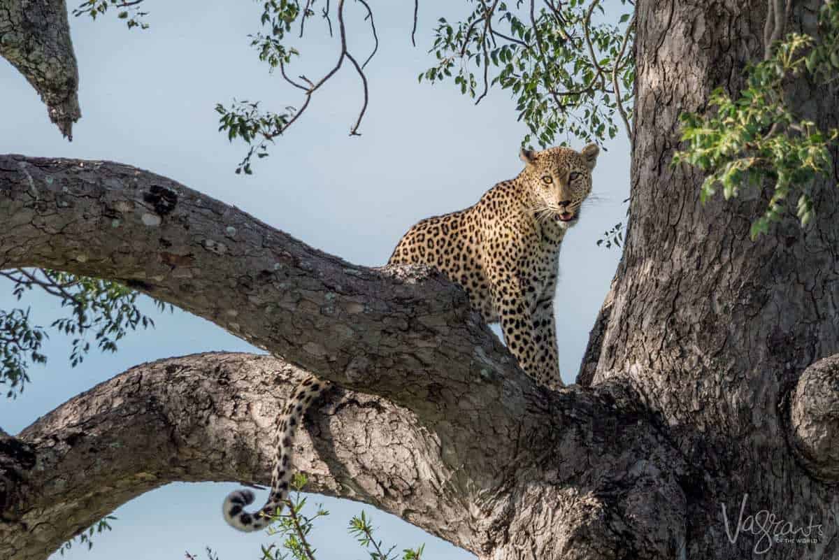 Cheetah in a tree on Kruger self drive safari