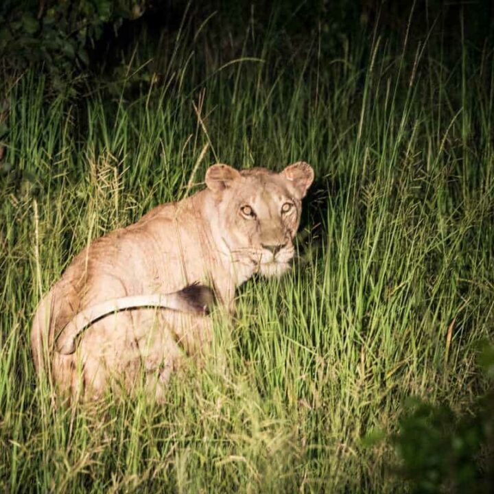 Female lion caught in long grass by a spotlight at night in Kruger Park . What type of tourist will visit kruger park? An adventurous tourist who appreciates nature and is looking for the experience of a lifetime.