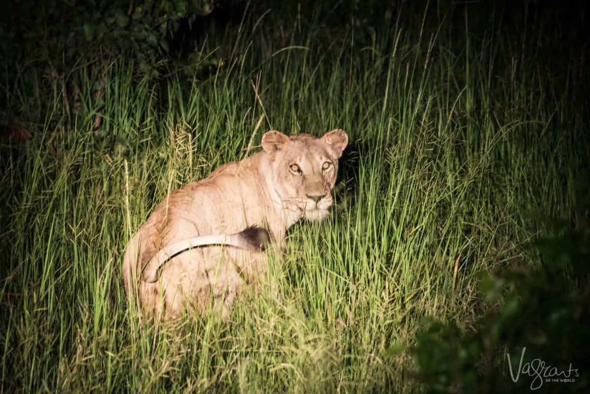 Female lion at night in Kruger National Park
