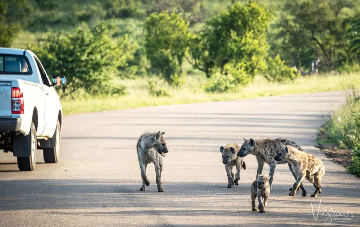 Family of Hyena in Kruger National Park