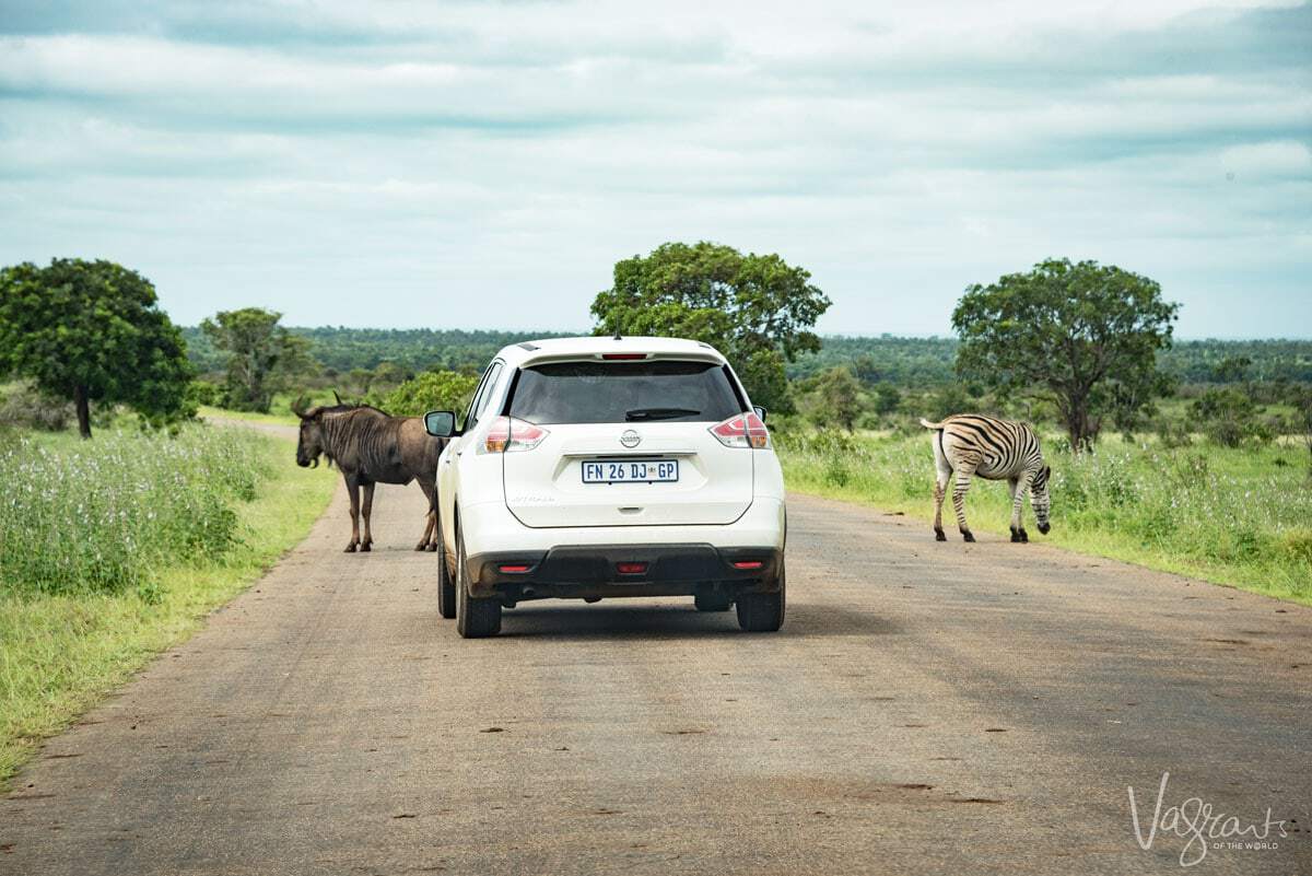 self drive safari kruger national park