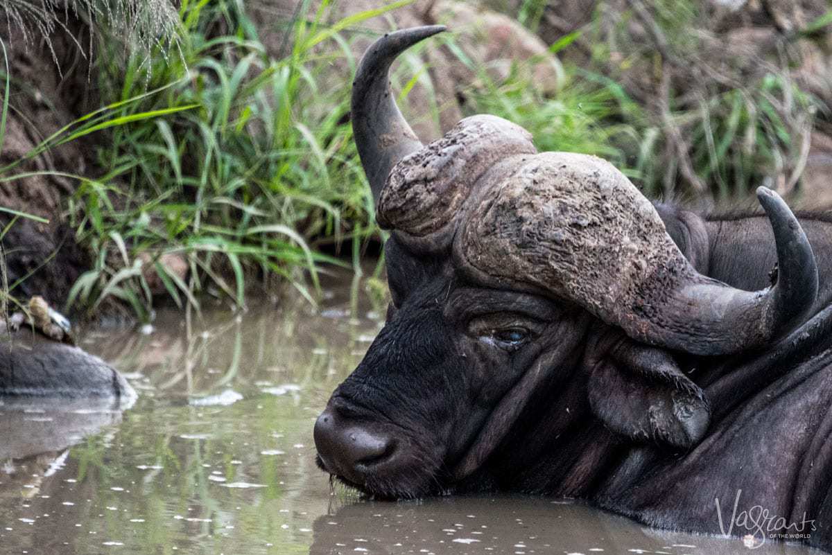 Male buffalo on Kruger self drive safari