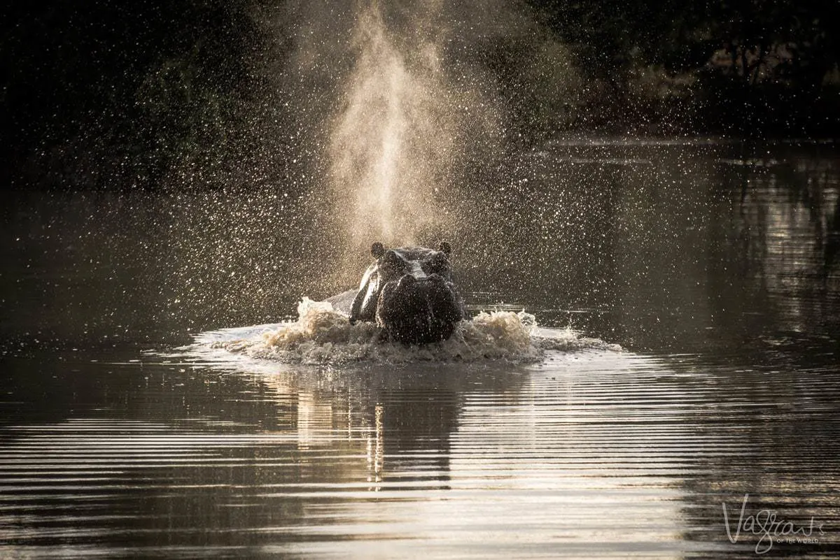 Okavango Delta Wildlife - Hippo charging 