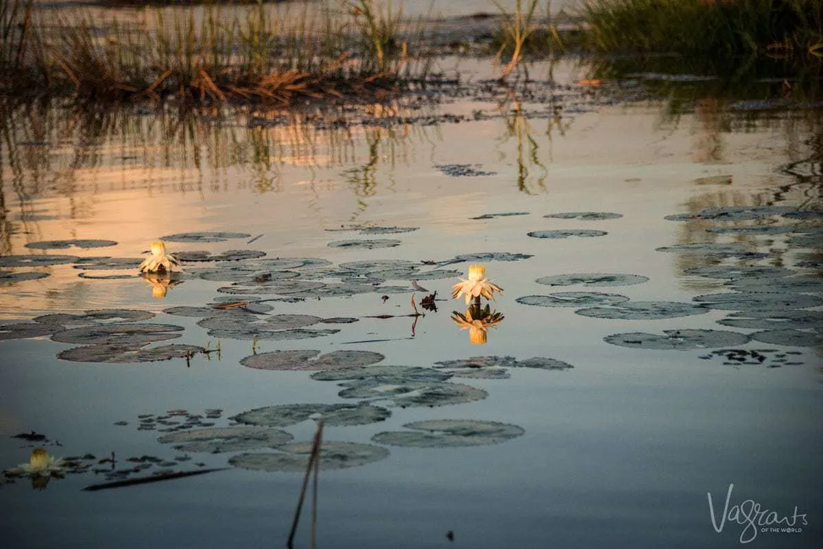 Okavango Delta Safari - Water Lillies