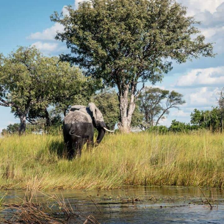 Okavango Delta Wildlife - Elephant walking from the water