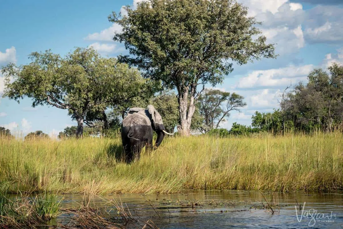 Okavango Delta Wildlife - Elephant walking from the water