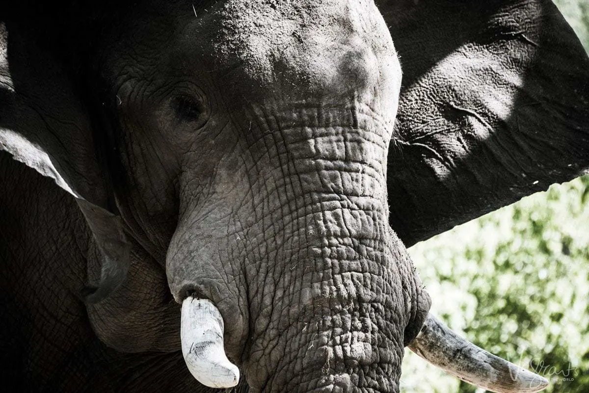 Okavango Delta Wildlife - Elephant