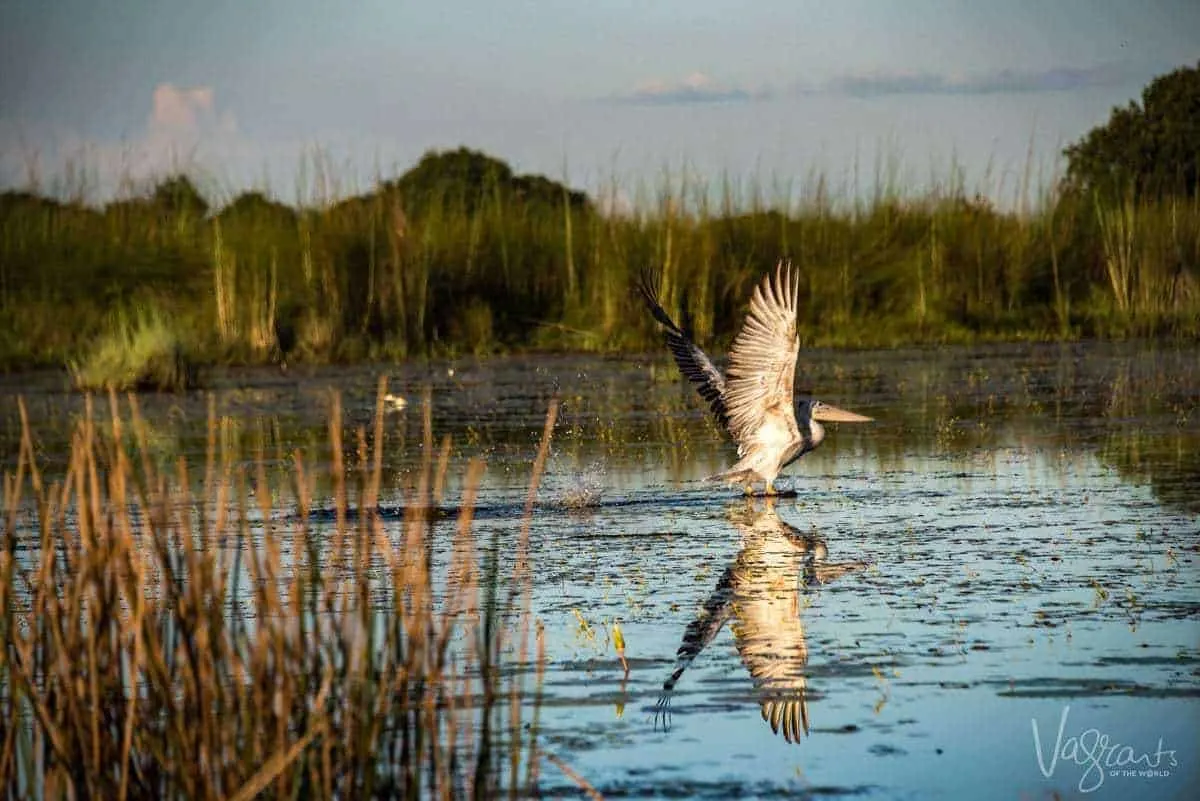 Okavango Delta Wildlife. Pelican taking flight