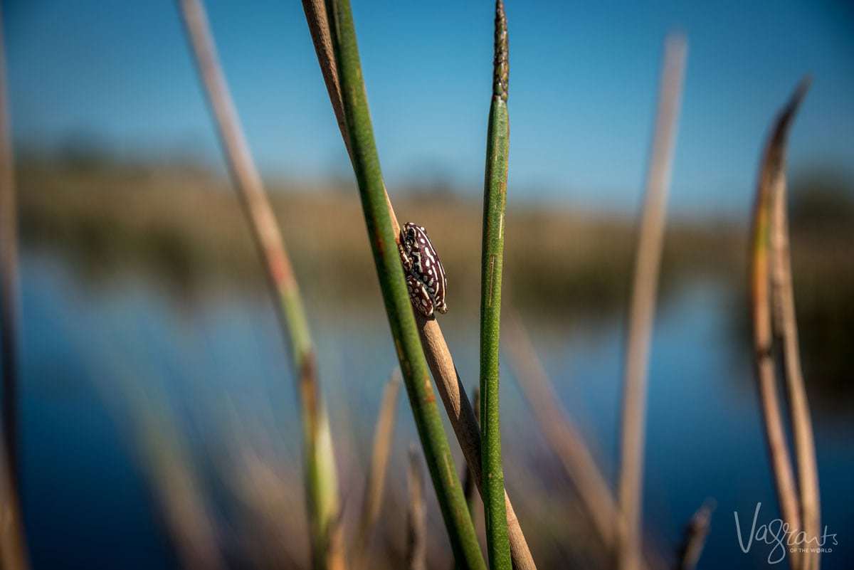Okavango Delta Wildlife - Painted reed frog