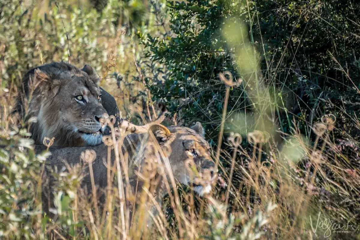 Okavango Delta Wildlife - Mating pair of lions